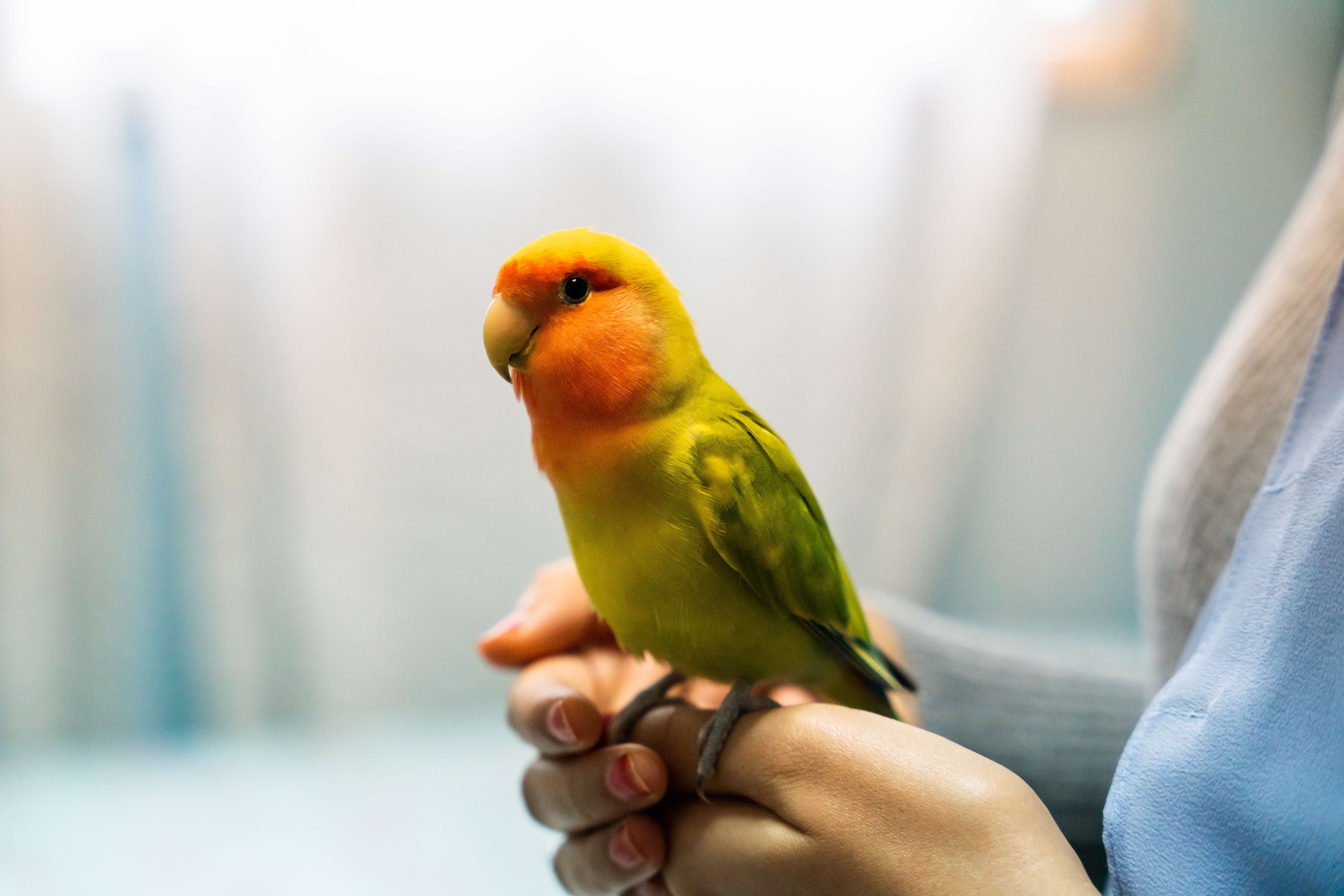 A photograph of an orange and green bird